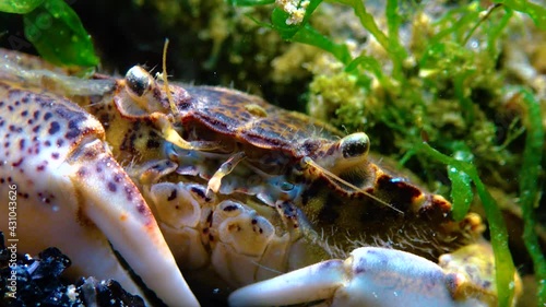 Black Sea, Invasive crab, invader Rhithropanopeus harrisii (Zuiderzee crab, dwarf crab, estuarine mud crab) photo