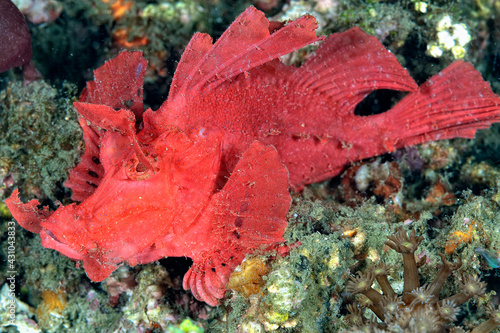 A picture of a weedy scorpionfish