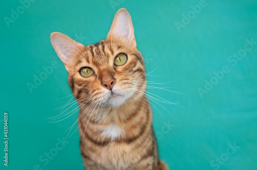 Charming Bengal Cat Isolated on Green Background