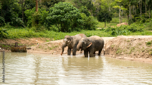 Vászonkép Amazing thai elephants shot in Phuket