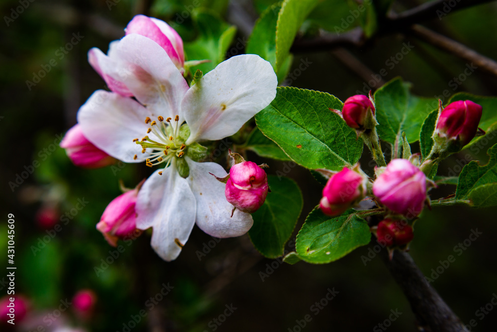 Obraz premium Blossoming apple tree