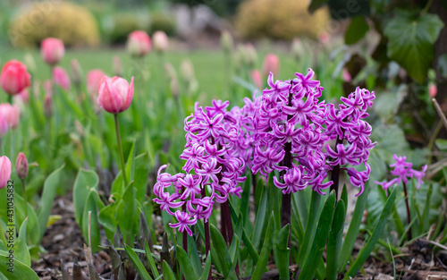 Hiacynty kiaty cebulowe na wiosennej rabacie razem z pięknymi tulipanami . Wiosna w ogrodzie pełna koloru i zachwytu