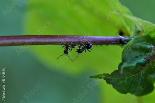 ants on leaf