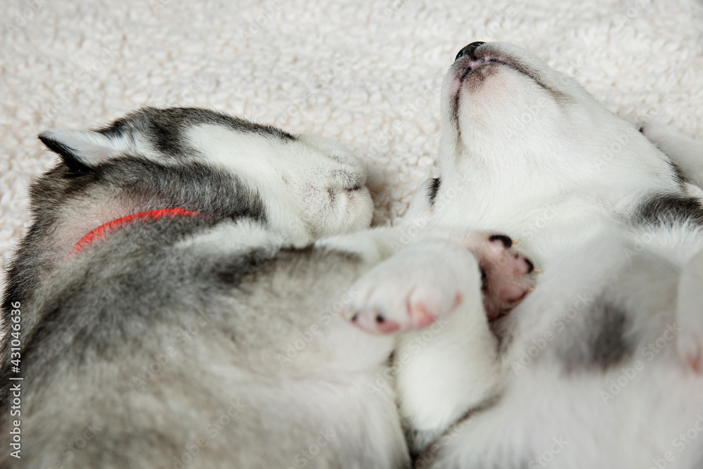 Two cute sleeping husky puppies
