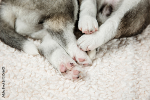 Close up of husky puppy paws © Tanya