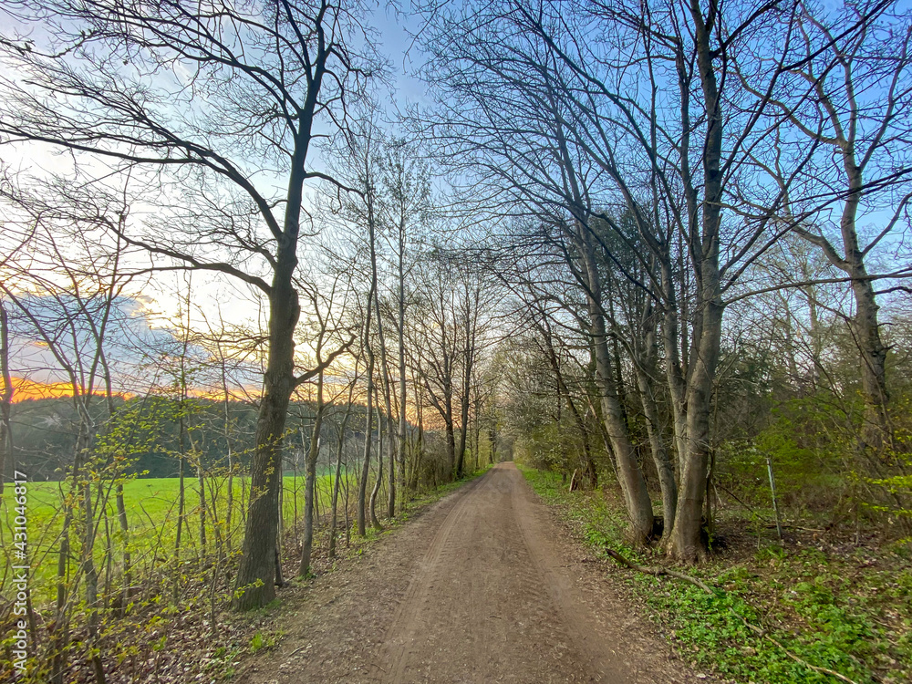 Bavarian running track through the forest to get a free mind from life Bavarian running track through the forest to get a free mind from life