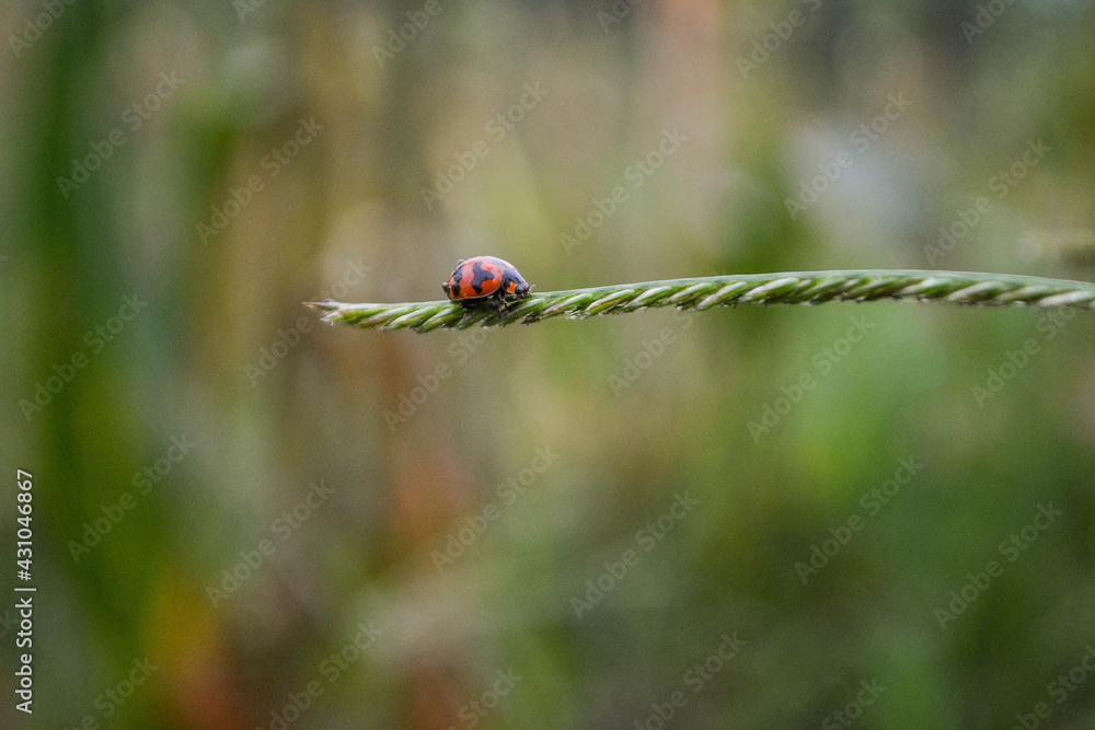 ladybug on a green leaf ladybug on a green leaf