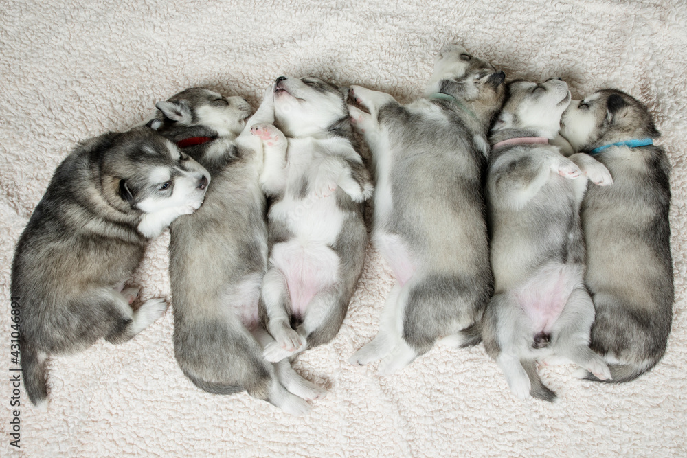 Litter of newborn huskies sleeping Litter of newborn huskies sleeping