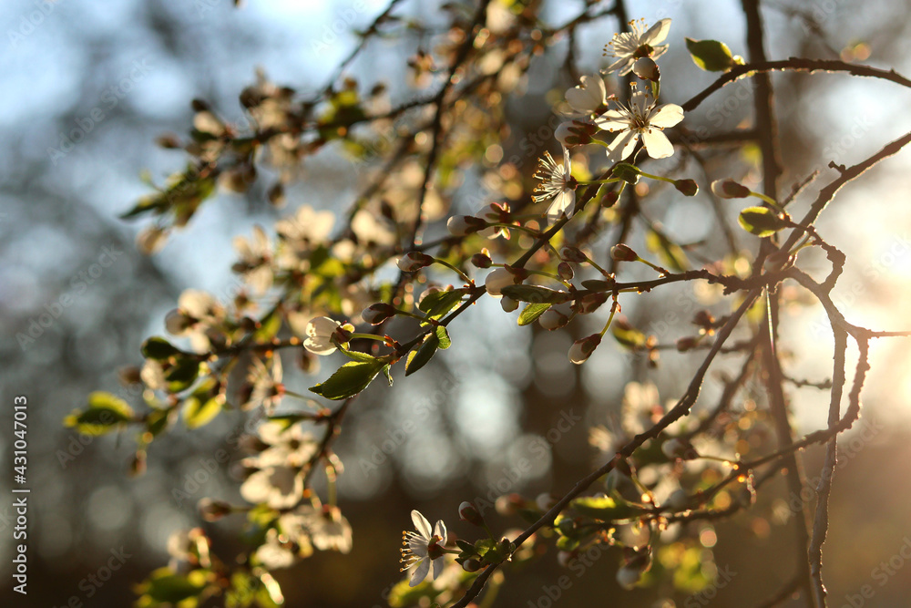 Beautiful white flowers on a cherry blossom on a sunny day Beautiful white flowers on a cherry blossom on a sunny day