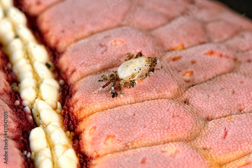 A picture of sea cucumber crab photo