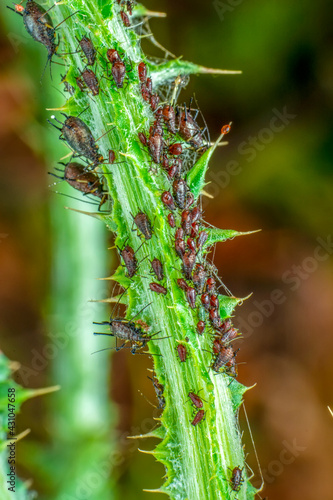 That eats macro aphids of an ants on Silybum marianum (Milk Thistle) , Medical plants; pesticide-free biological pest control on natural enemies; organic farming concept