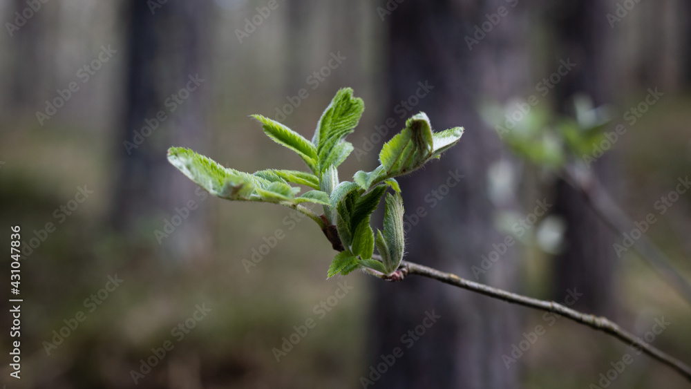 One of the first beautiful spring buds in the deep forest thicket. One of the first beautiful spring buds in the deep forest thicket.