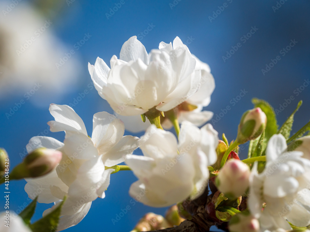 Bavarian Spring flowers in close up view Bavarian Spring flowers in close up view