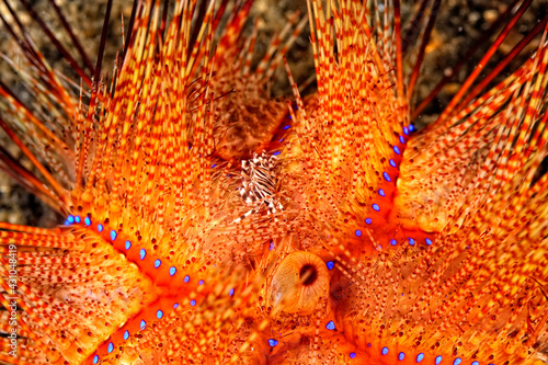 A picture of an adams' urchin crab photo