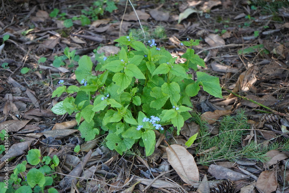 青い花　日陰の植物　ブルンネラ　brunnera わすれな草　園芸　ガーデニング  春　