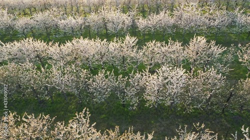 Wallpaper Mural Obstblüte im Frühling  auf einer kleinen Plantage in Brandenburg, Deutschland Torontodigital.ca