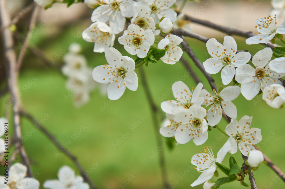 White flowers cherry bloom close up