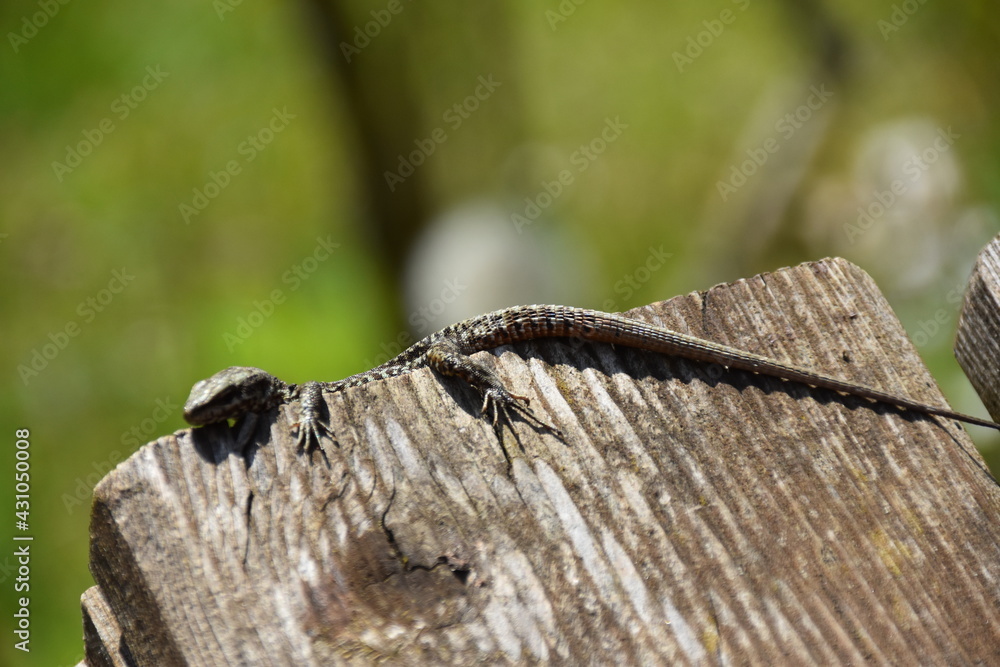 Fototapeta premium Zauneidechse