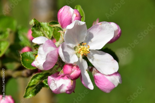 Apfelbaum Blüten