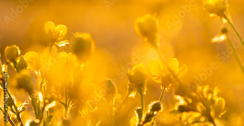 Fiori gialli sfuocati in un campo italiano, al tramonto. Fuori. In natura. Primavera.