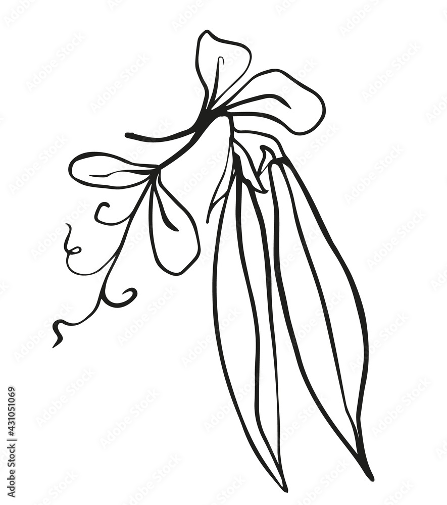 pea pod hand drawn one line, black and white minimalistic sketch of a vegetable on a white background, stylized vector graphic