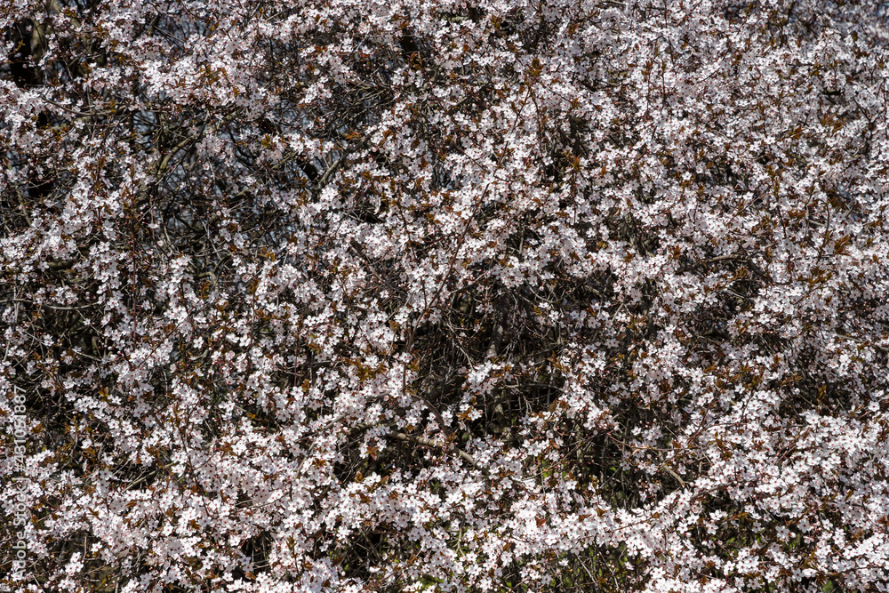 Texture of flowering branches of an apple tree with selective focus. Countless small white flowers on the branches of the tree. Spring time outdoor scene. Texture of flowering branches of an apple tree with selective focus. Countless small white flowers on the branches of the tree. Spring time outdoor scene.