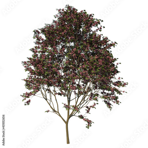 Front view of Tree (Young Rosy trumpet pink poui Apamate Tree 3) white background 3D Rendering Ilustracion 3D photo