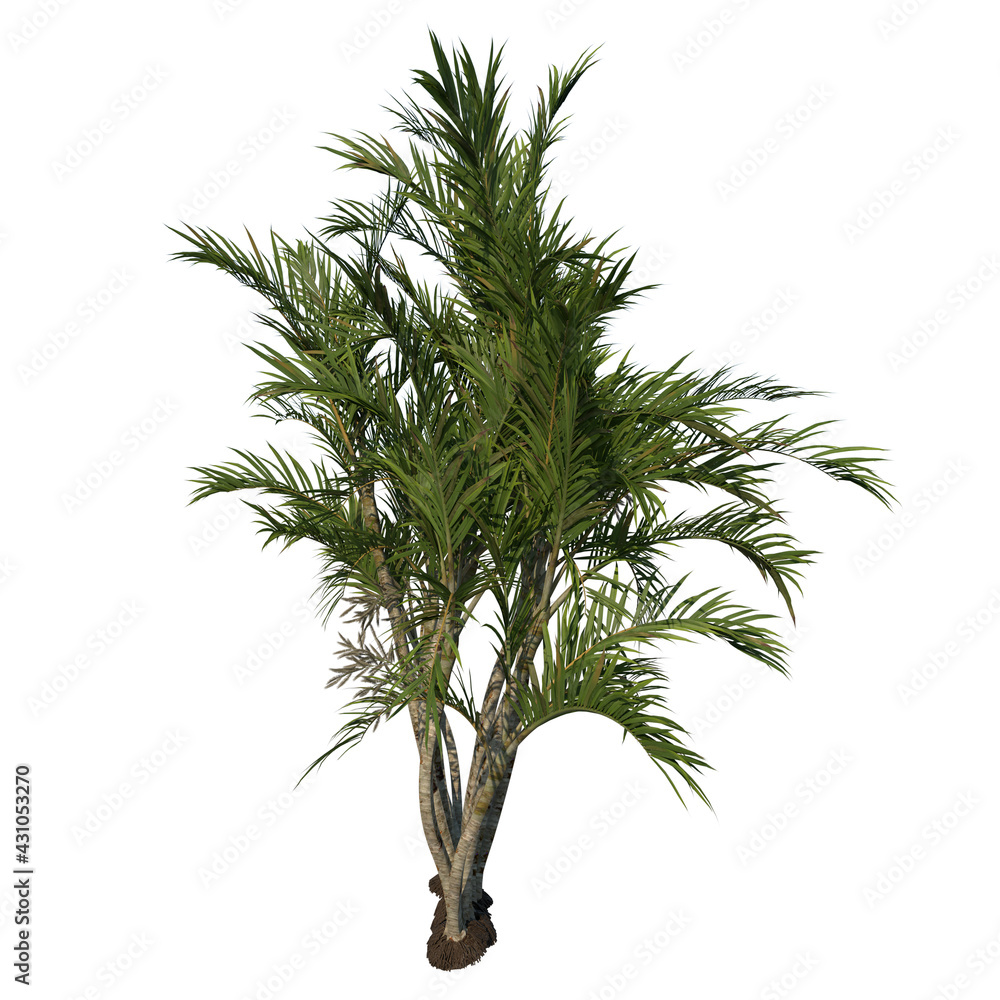 Front view tree (Adolescent Butterfly Palm Areca tree 2) white background 3D Rendering Ilustracion 3D