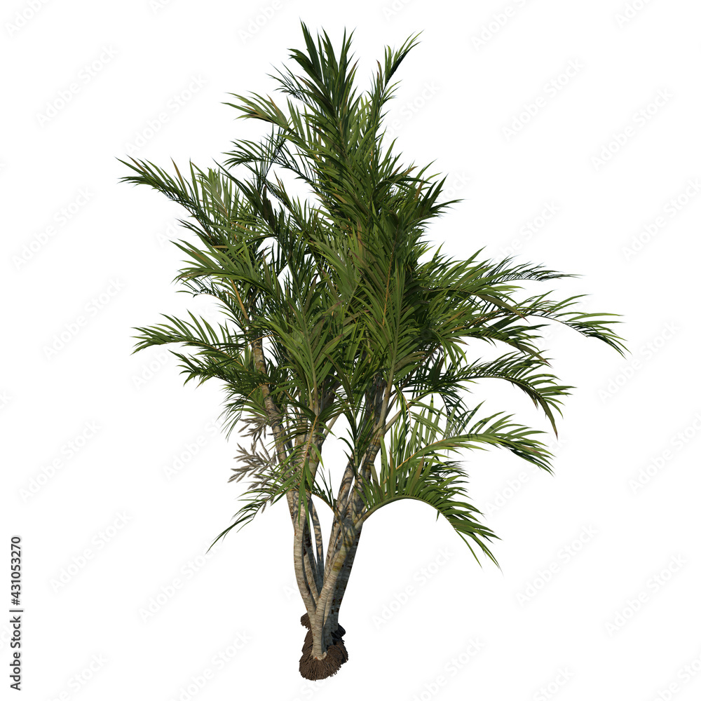 Fototapeta premium Front view tree (Adolescent Butterfly Palm Areca tree 2) white background 3D Rendering Ilustracion 3D