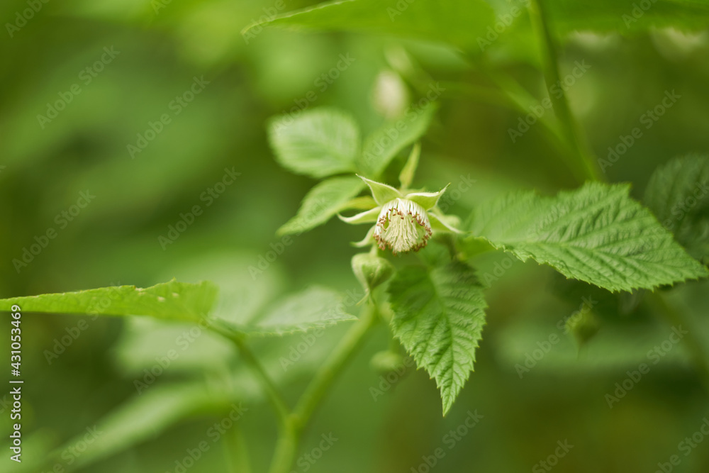 Raspberry flower close up. Light green fresh spring color. Medicinal plant Raspberry flower close up. Light green fresh spring color. Medicinal plant