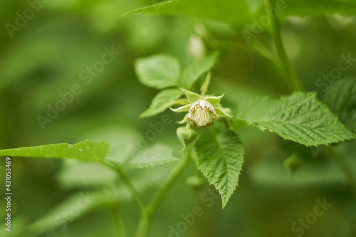 Raspberry flower close up. Light green fresh spring color. Medicinal plant
