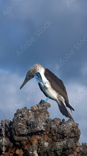 Blue footed booby (Sula nebouxii) perched on a rock, preening with a foot up at Caleta Tortuga Negra, Baltra Island, Ecuador photo