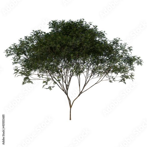 Front view tree  Young mahogany Caoba 3  white background 3D Rendering Ilustracion 3D