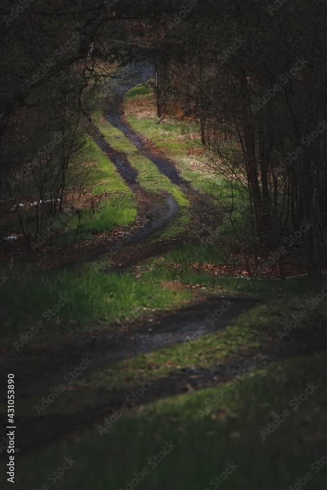 Fototapeta premium Road through the woods