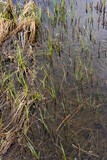 close-up of the lake surface where you can see the newly sprouted reeds and last year's dry grass