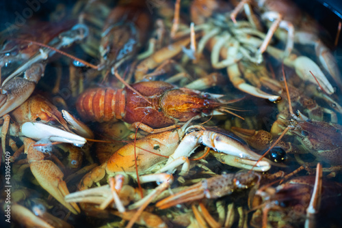 fresh raw crayfish in a bowl before cooking, close up. Healthy seafood. Selective focus