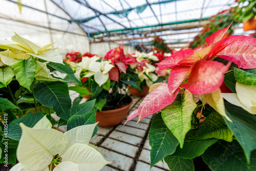 Greenhouse filled with red poinsettia plants in pots, standing in rows.