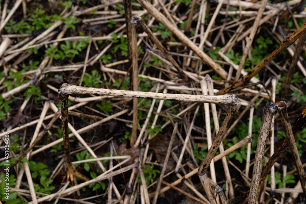 many green grass sprouts have sprouted among the dry grass stalks