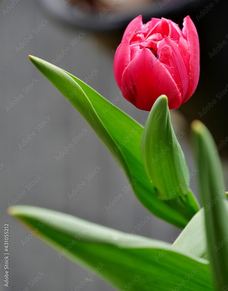 Blühende Tulpe auf dem Balkon Blühende Tulpe auf dem Balkon