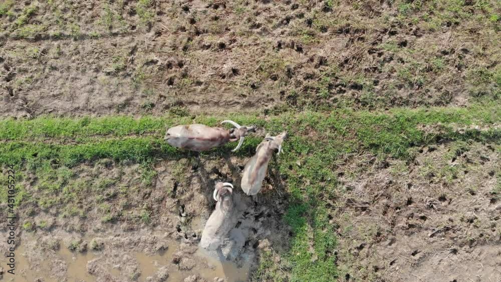 Aerial view water buffalo group on rice field grassland animal industry Aerial view water buffalo group on rice field grassland animal industry