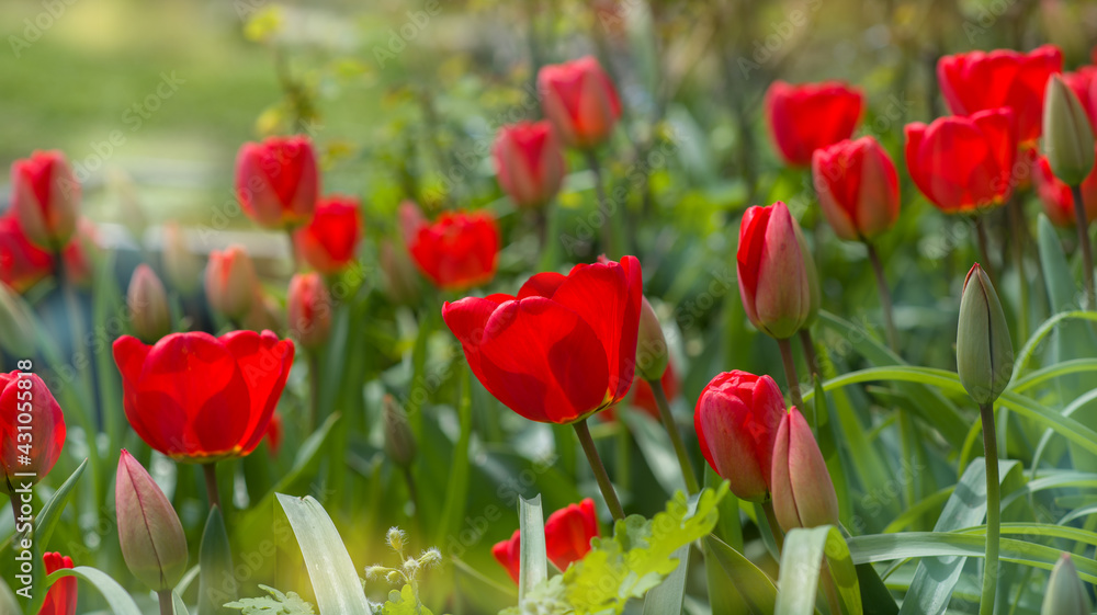 Obraz premium Red tulip flower in the field