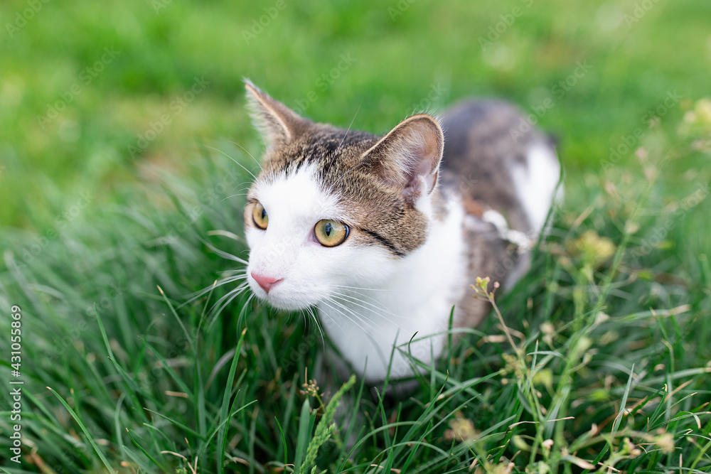 Portrait of cute young male domestic tabby cat walking outdoor in park on lawn in green grass, springtime. Pets health and safety concept, close up, copy space