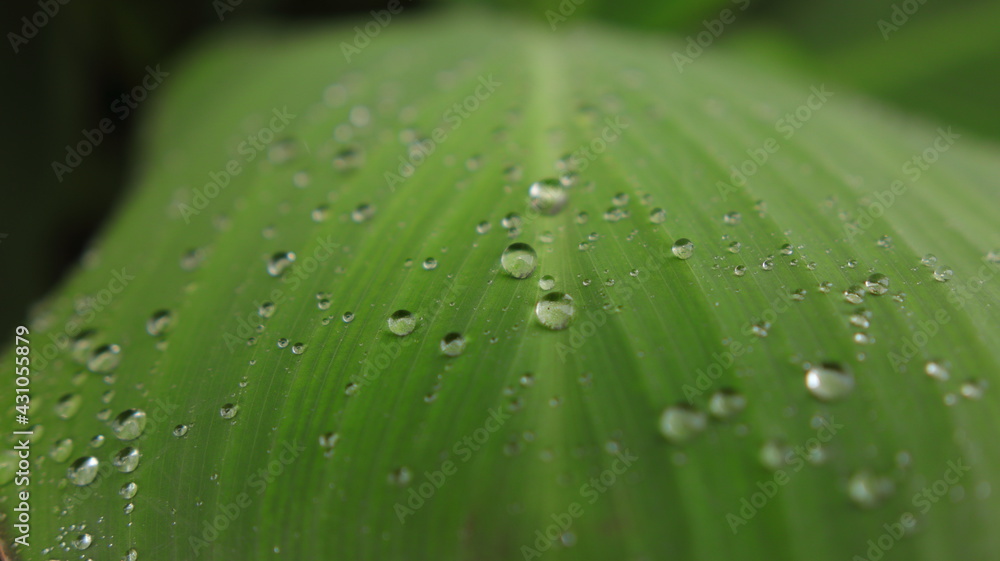 water drops on leaf water drops on leaf