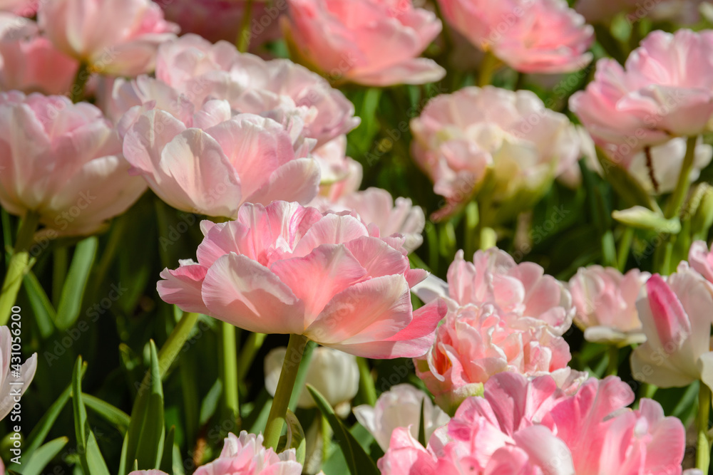 Tulips in the Gomel park of the Rumyantsevs and Paskevichs. Blooming tulip plantation Tulips in the Gomel park of the Rumyantsevs and Paskevichs. Blooming tulip plantation