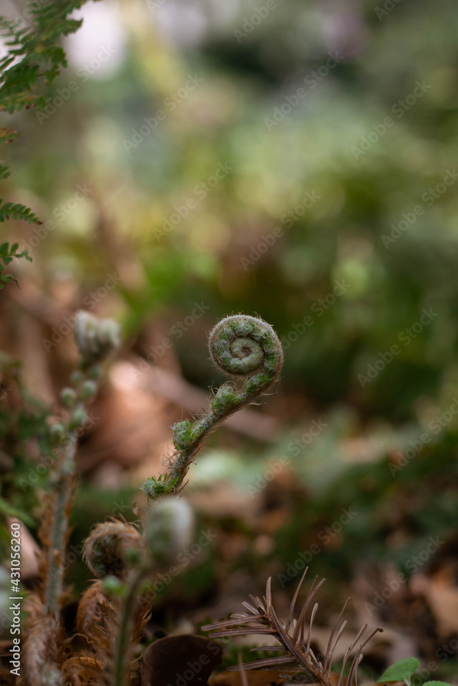 A closed fern with soft spring sunlight, spring blossoming. New life concept. A closed fern with soft spring sunlight, spring blossoming. New life concept.