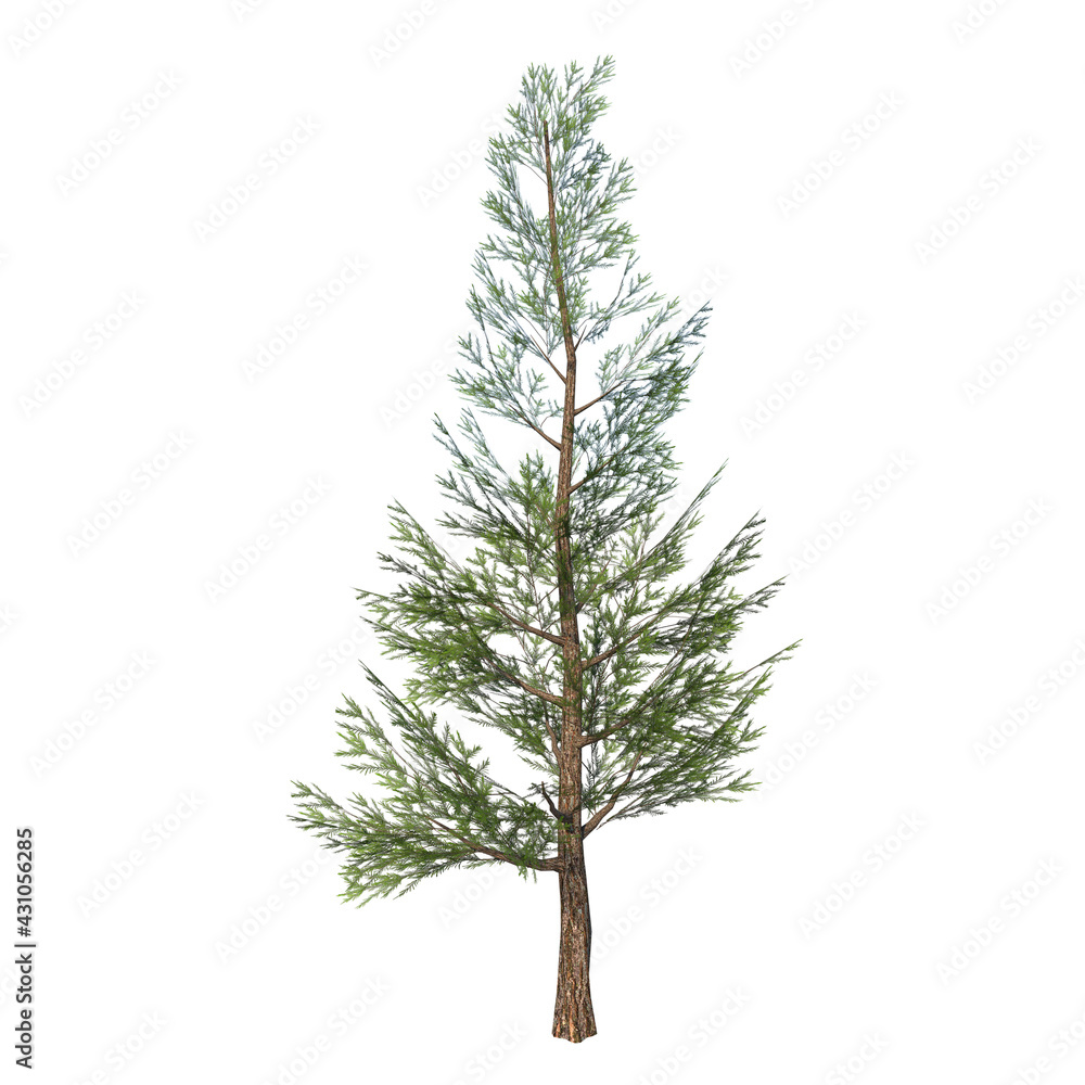 Front view of Plant (Pinus Pine 5) Tree white background 3D Rendering Ilustracion 3D