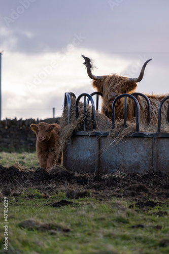 highland cow