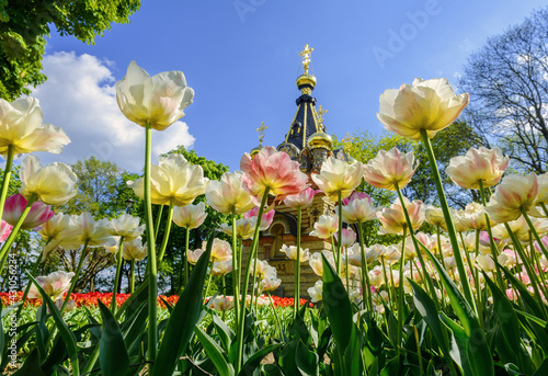 Tulips in the Gomel park of the Rumyantsevs and Paskevichs. Blooming tulip plantation photo