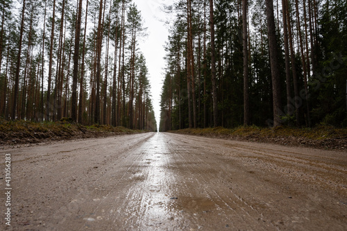 wet forest road where many beautiful pines grow along the edges