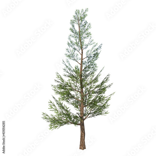 Front view of Plant  Pinus Pine 5  Tree white background 3D Rendering Ilustracion 3D